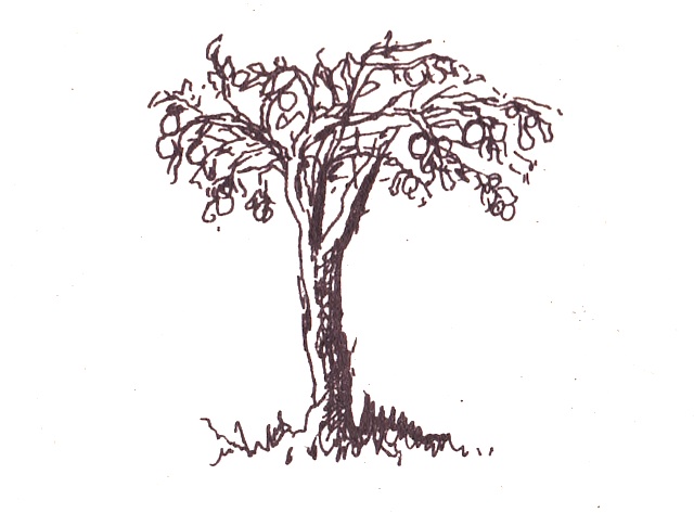 Illustration from “Ngap and Nyakwiy”