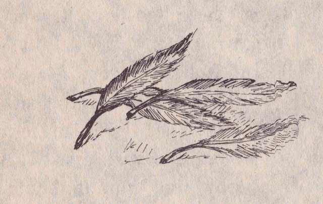 Illustration from “Fine Red Feathers”