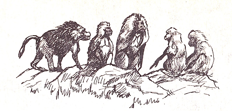 Illustration from “The Baboon Chief”