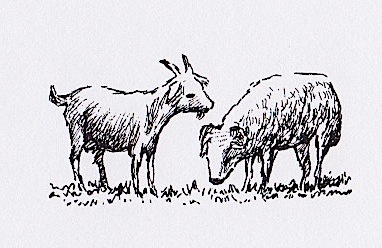 Illustration from “The Sheep and the Goat”