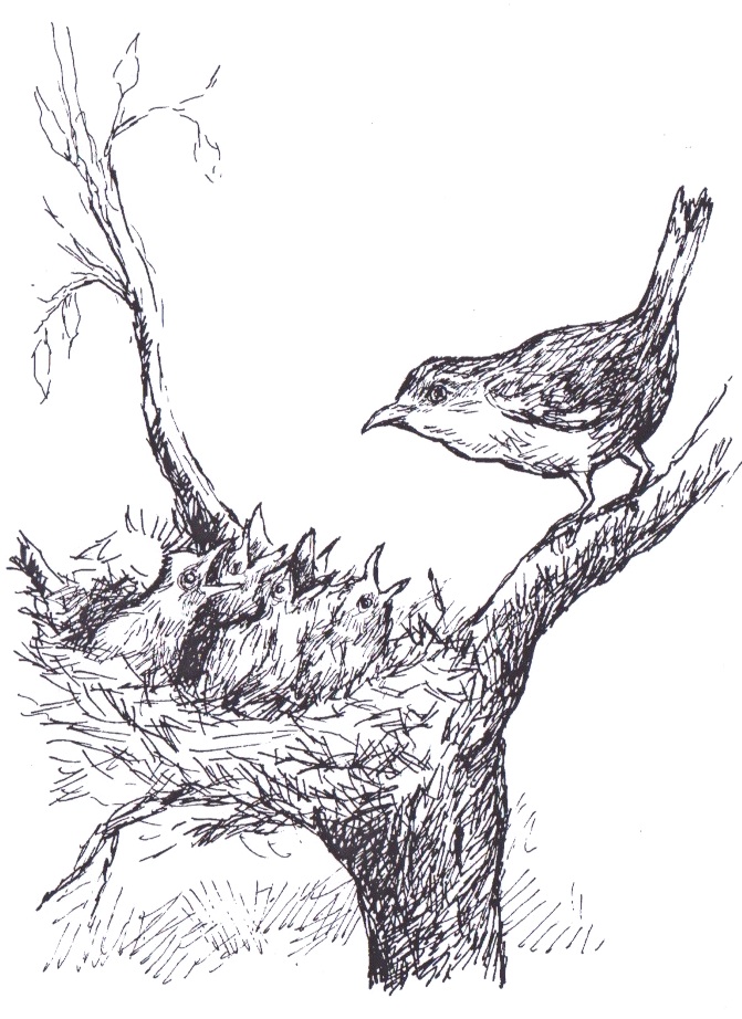 Illustration from “The Bird and the Elephant”