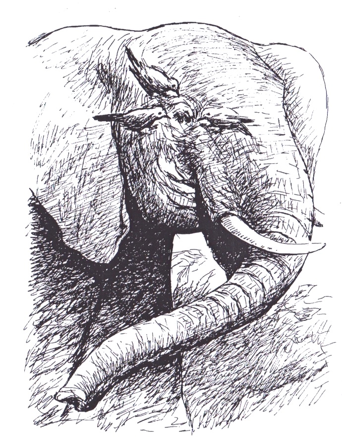 Illustration from “The Bird and the Elephant”