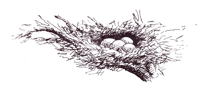 Illustration from “The Crane, the Fox and the Vulture”